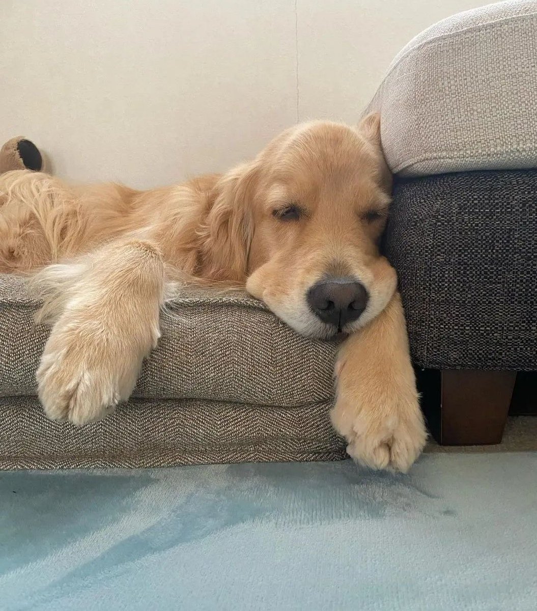 retrieverse's tweet photo. #goldenretrieverdog #dogcookies
#goldenretrieverlovers #goldenretrieveroftheday
#goldenretrieverofinstagram https://t.co/h1ueHp4qMe