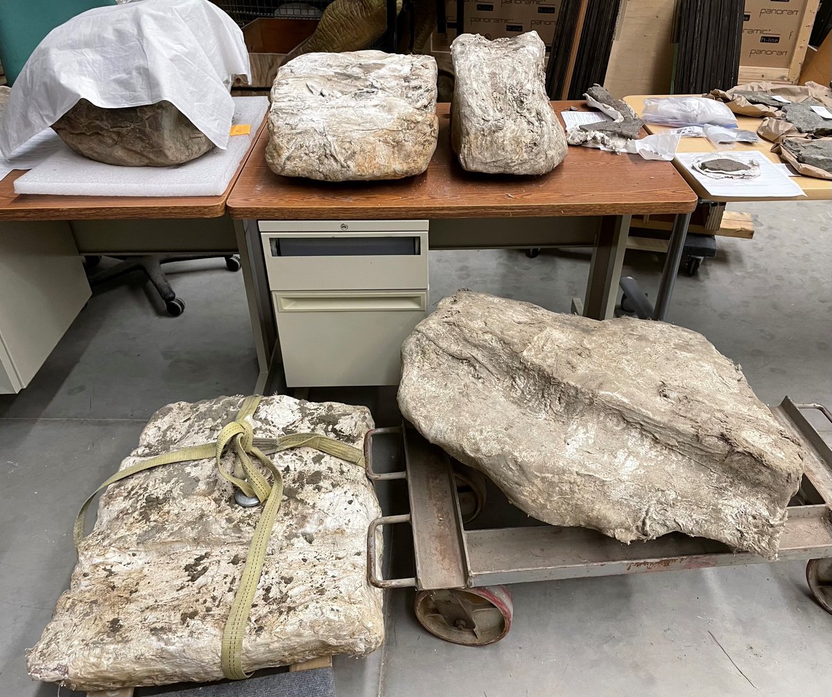 EL_Bamforth's tweet image. (Good) #FossilFriday! #Fossilcollecting sometimes requires blood, sweat and tears. These 70-200 lbs #hadrosaur blocks from the #WapitiFormation had to be hauled 4 km up a creek with a #canoe, quad, and (in winter) a snowmobile. #fieldwork @CurrieMuseum #dinosaur