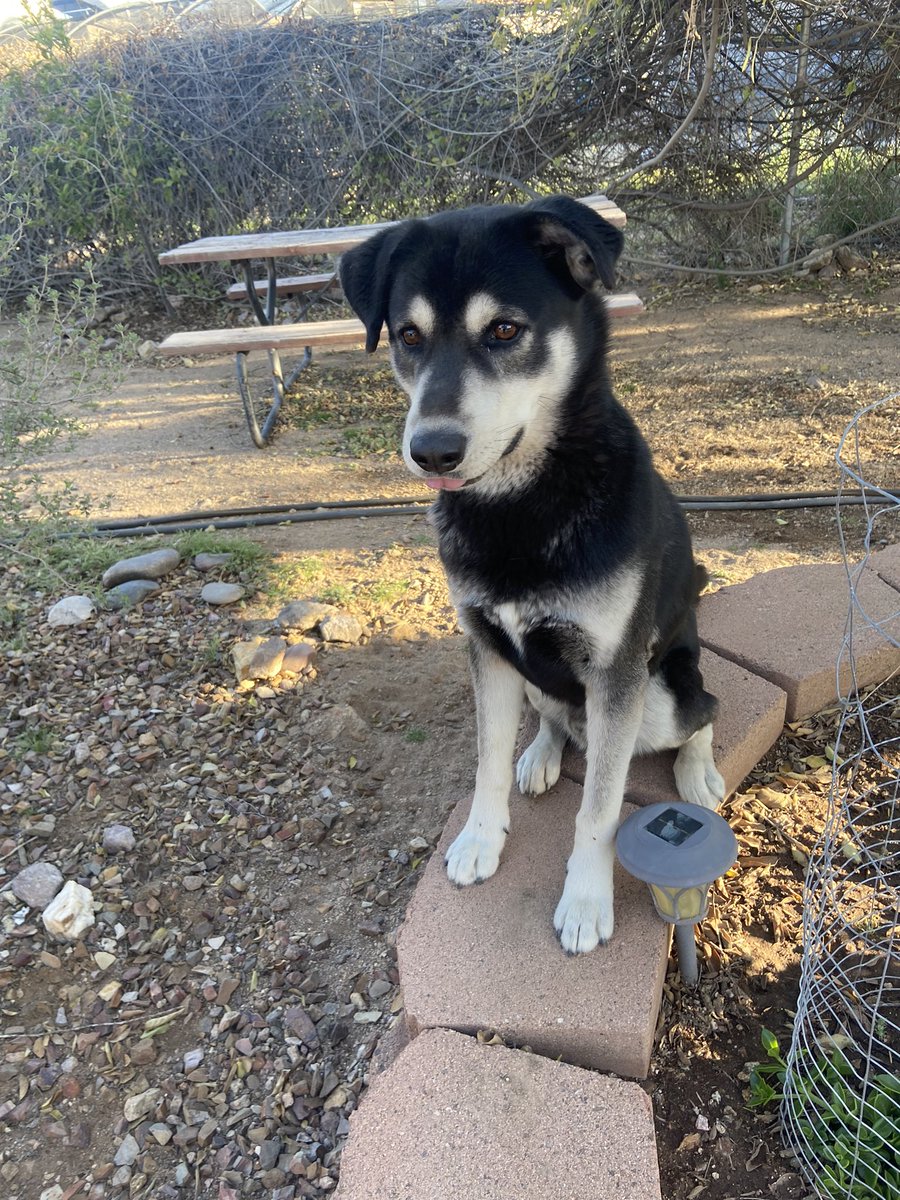 aribonillas's tweet photo. PLEASE PLEASE REPOST MY DOG ZUKU got out of my nanas front yard he’s 2 years old husky lab mix went missing on St Mary’s and Grande Area PLEASE CALL ME if you find him 5204090413 @whatsuptucson https://t.co/Afvx1MEtxe