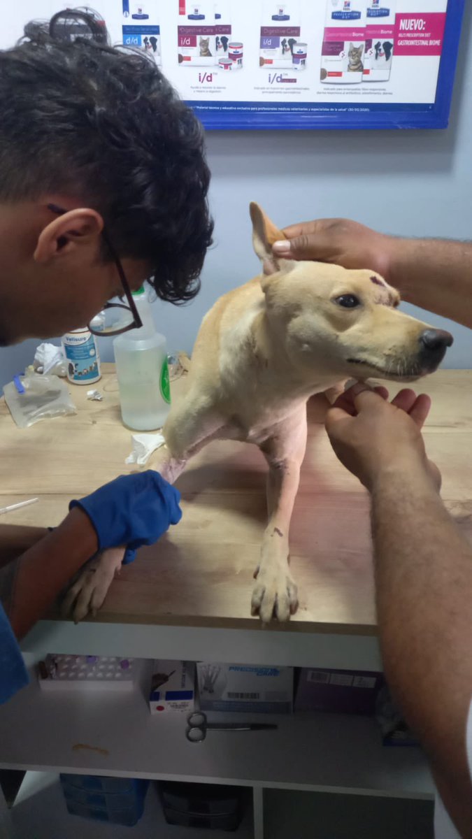 AnaKaCasta's tweet photo. La valoración por la @vetplus sobre el perrito baleado por un arma traumática en su cabeza es: se encuentra en buen estado lo único que tiene es el disparo, pero no sele encontró objeto en el craneo. Quiero agradecer a la @PoliciaStaMarta por todo el acompañamiento. #StaMta https://t.co/xhw6GHnf9H