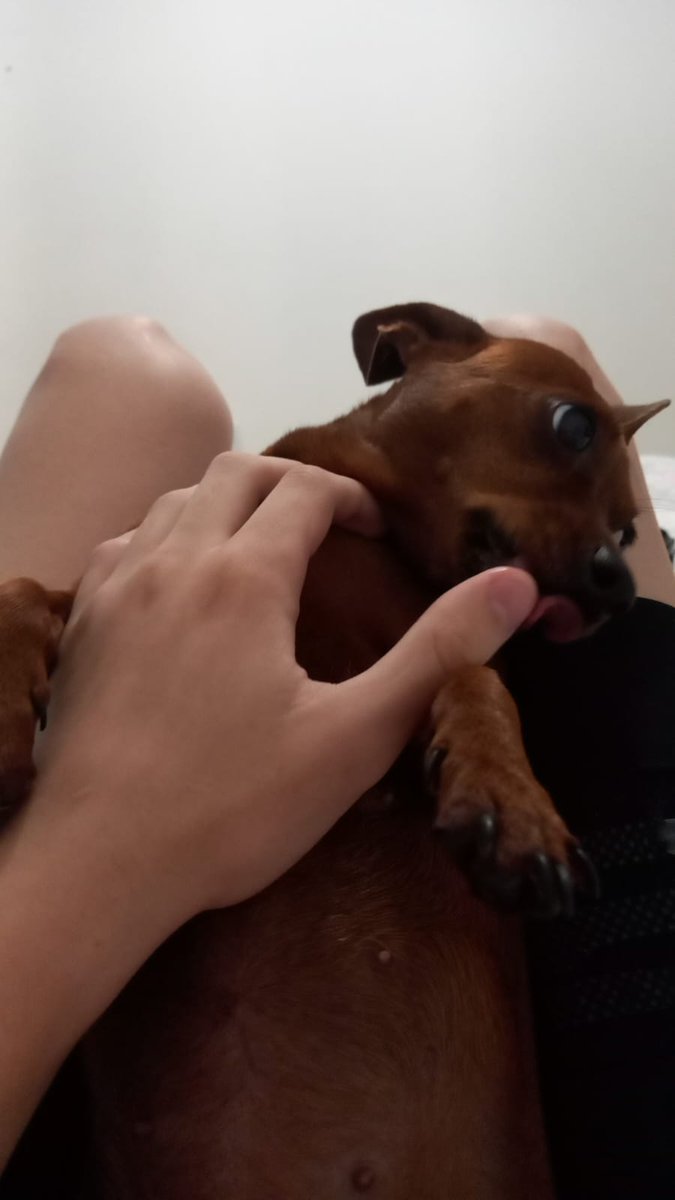 filhotedecanguru tweet media