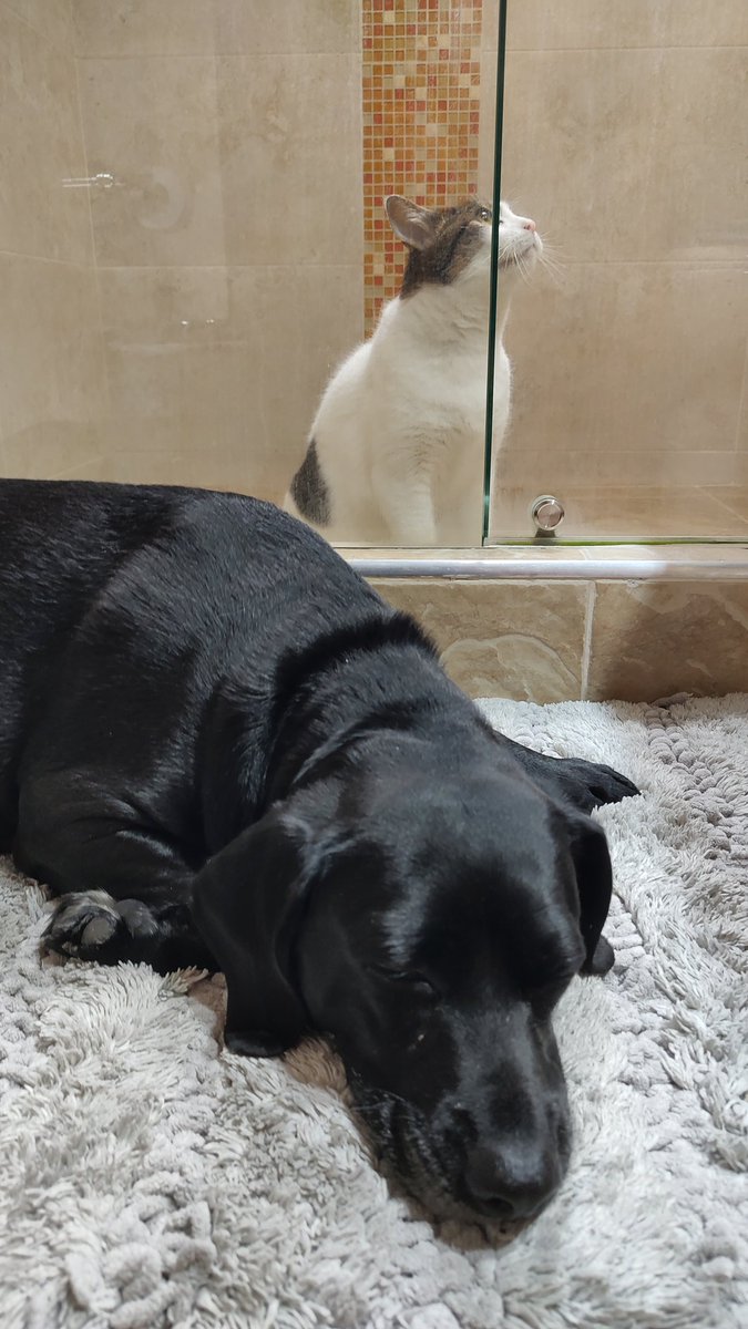 TitoYPacho's tweet photo. Paciently waiting for a shower... Don't let Pacho fool you he was meowing at the top of his lungs....not a happy cat 😾. Hehehe  Tito was just chilling 🤣
#CatsOfTwitter #CatsLover https://t.co/EVuOskaY7H