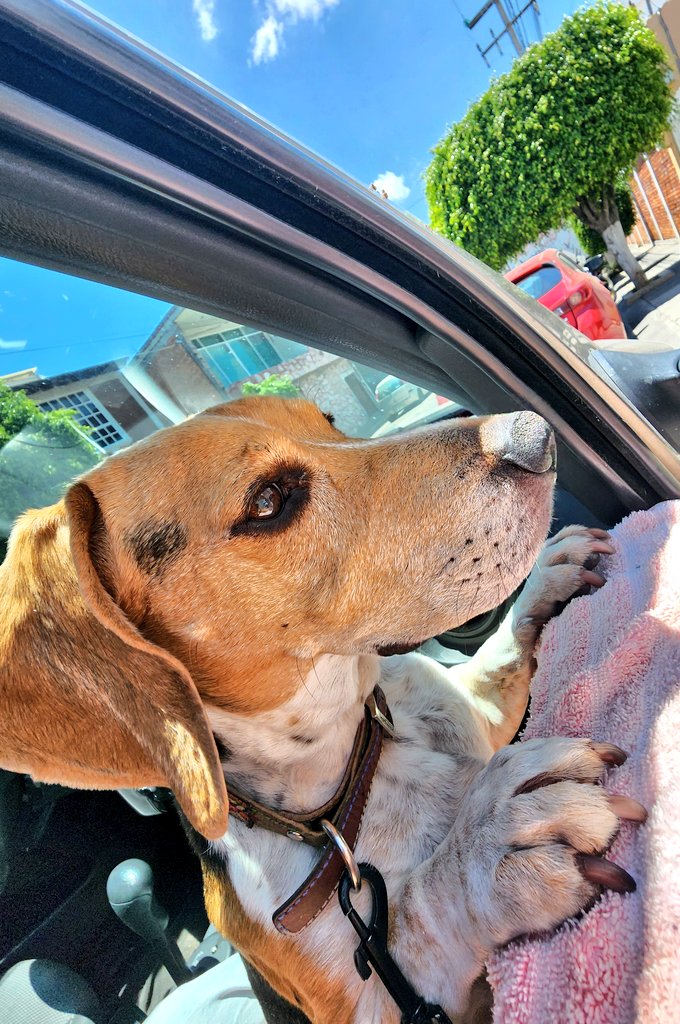 kiara_pv's tweet photo. Hola fans, ya voy mejorando... hoy fui por más vacunas y curaciones. 

Tenía calor, pero siempre vigilo atentamente 🐶❤️ #BeagleFacts

#Tulio #CitaConElVet #Beagle #BeaglesOfTwitter #BeagleBoy https://t.co/S6npM1E8sf