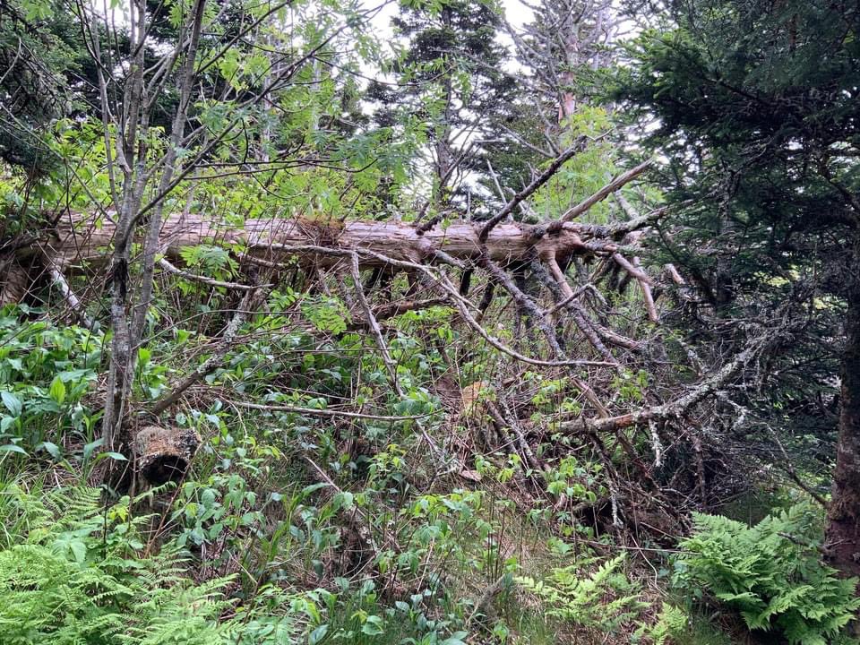 AppStudiesASU's tweet photo. Almost 40 years ago, Harry Middleton started to note with the years that hundreds of Fraser firs β a species native only to the Southern Appalachians β were dying. They became sharp, thin snags standing like skeletons or toothpicks.
#earthmonth #harrymiddleton #writingappalachia https://t.co/dCuLp0dnye