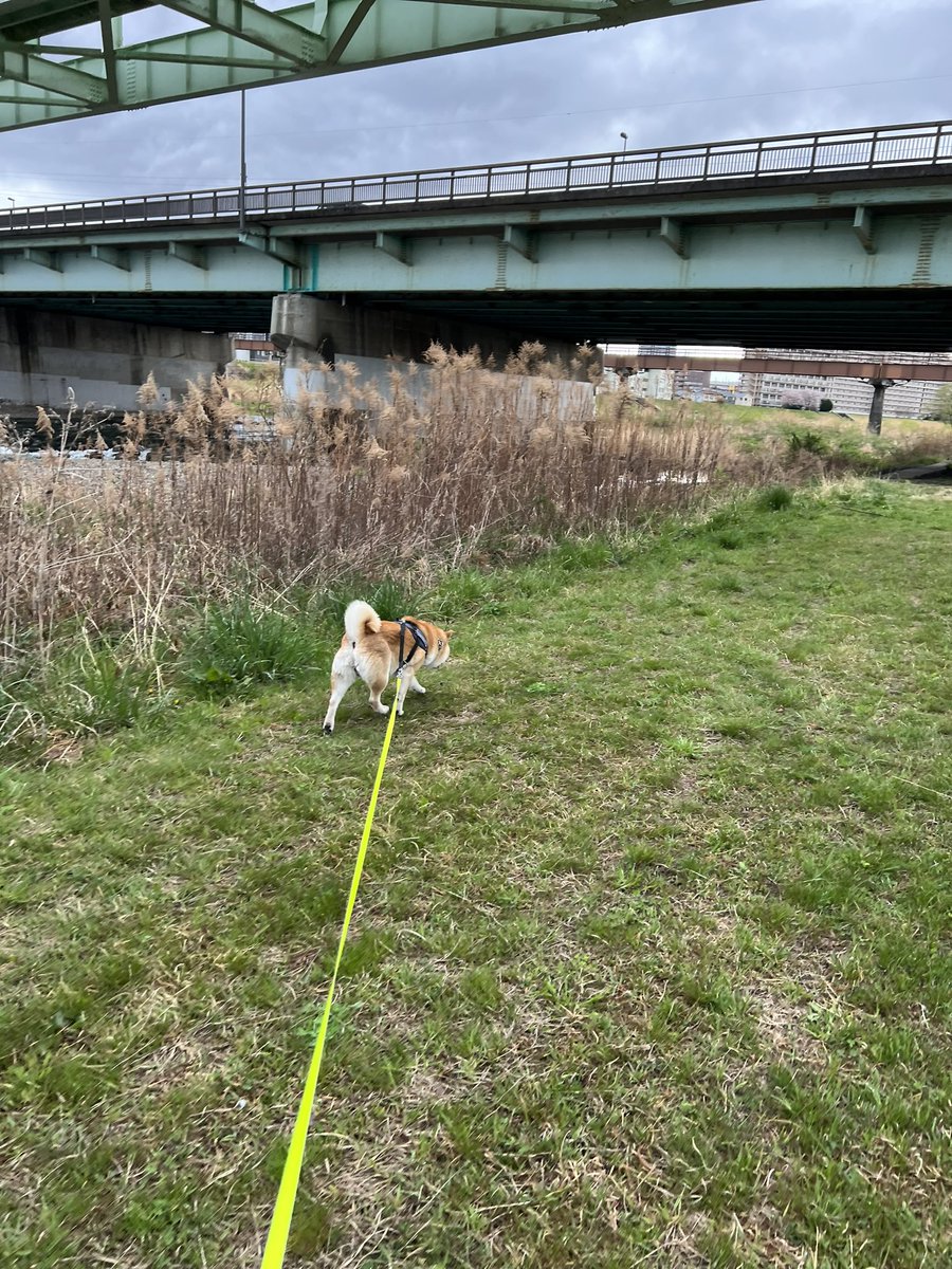 pirocandy's tweet photo. 草むら突進ゴン太郎さん🐕

何かおみやげ(?!)くっ付けて出てきた🤣

#しばさんぽ🐾 
#河原さんぽ 
#草むらダッシュ 
#ワイルドだろぉ⤴︎ 
#くっつき虫いっぱい 
#取るの大変だなぁこりゃ 😂
#柴犬 
#いぬのいる暮らし https://t.co/Zvgp88yRXy