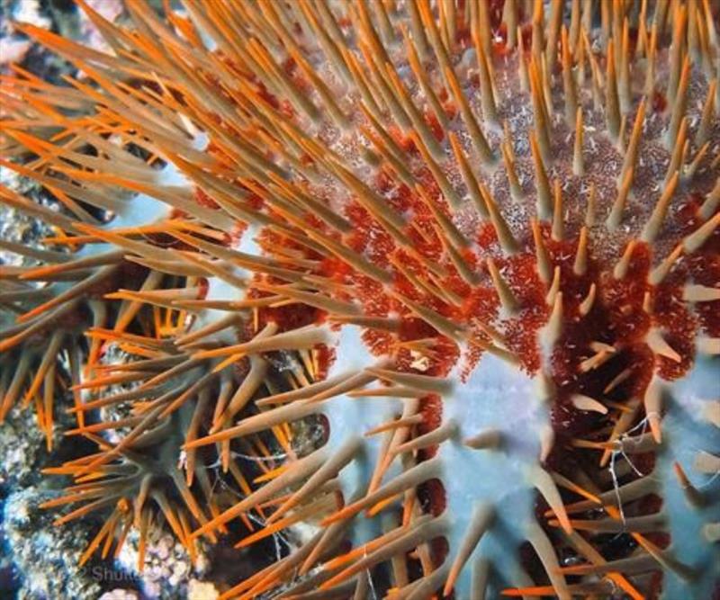 Crown-of-thorns crusade - Crown-of-thorns Starfish Control Program has received its first-ever, long-term funding commitment - @gbrmarinepark #LoveTheReef sailworldcruising.com/news/260519/Cr…