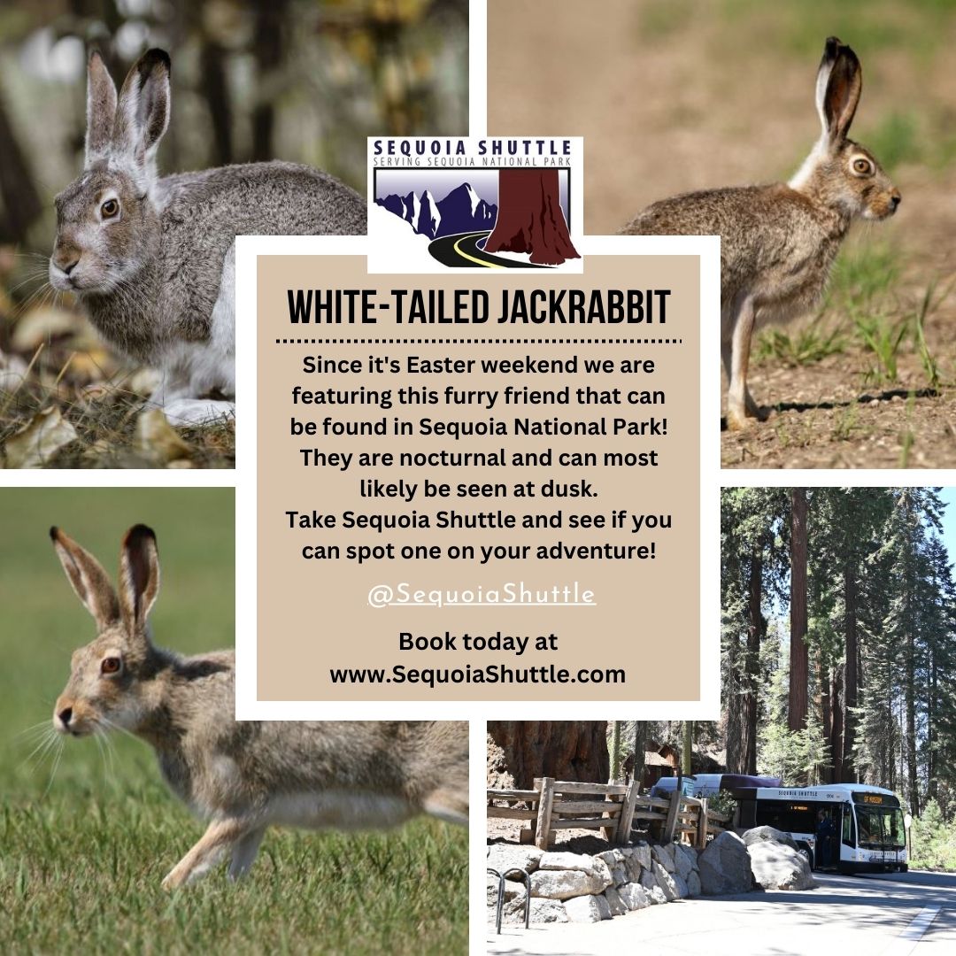 Sequoia Shuttle tweet media