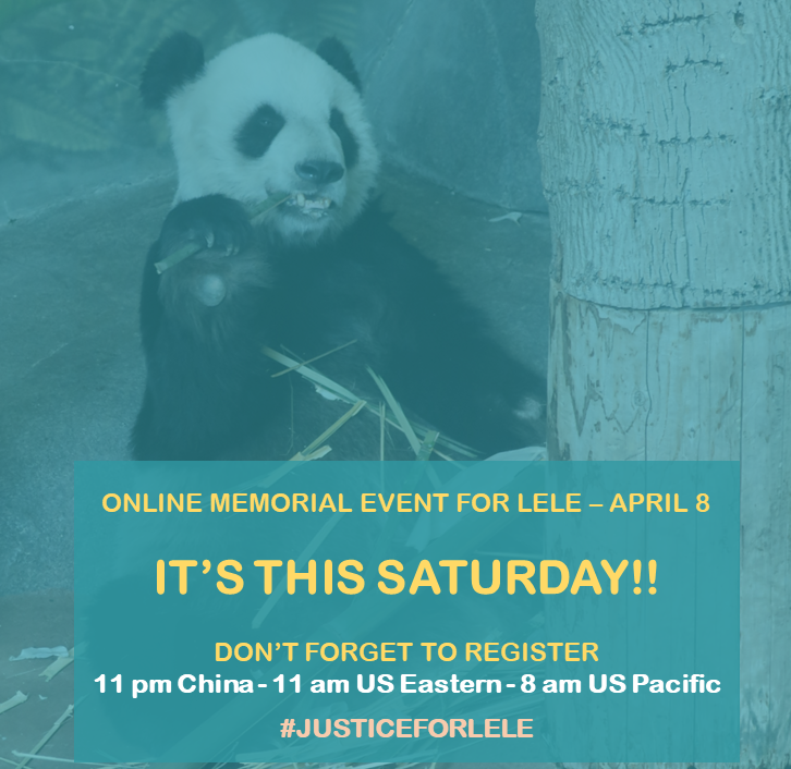 PandaVoicesOrg's tweet photo. It's this Saturday!! LeLe's online memorial! Join us! Let's honor our beloved king LeLe and seek justice for him! We will always remember you, LeLe! #JUSTICEFORLELE

Register: https://t.co/9xdcjkLeeX https://t.co/dXB9cdSAz8