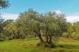 🟢 Zeytin ağacı ‼️ Tevrat ve incil'de zeytin 140 kez geçer. Kuranı Kerim'de 6 defa geçer. Yağı yemeklere lezzet , hastalara şifa verir. Nuh'un gönderdiği güvercinin bir zeytin dalı ile dönmesi. Zeytin ağacı uzun ömürlü ve dayanıklı bir ağaçtır. Diğer adı 🔽 devamı 🔽