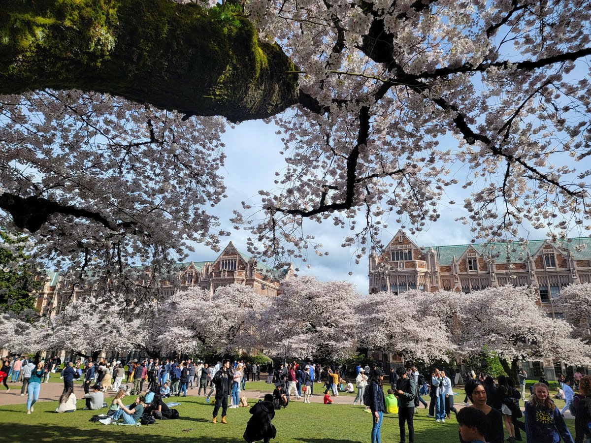 Beautiful day on campus, and it's buzzing with visitors for #UWcherryblossoms.