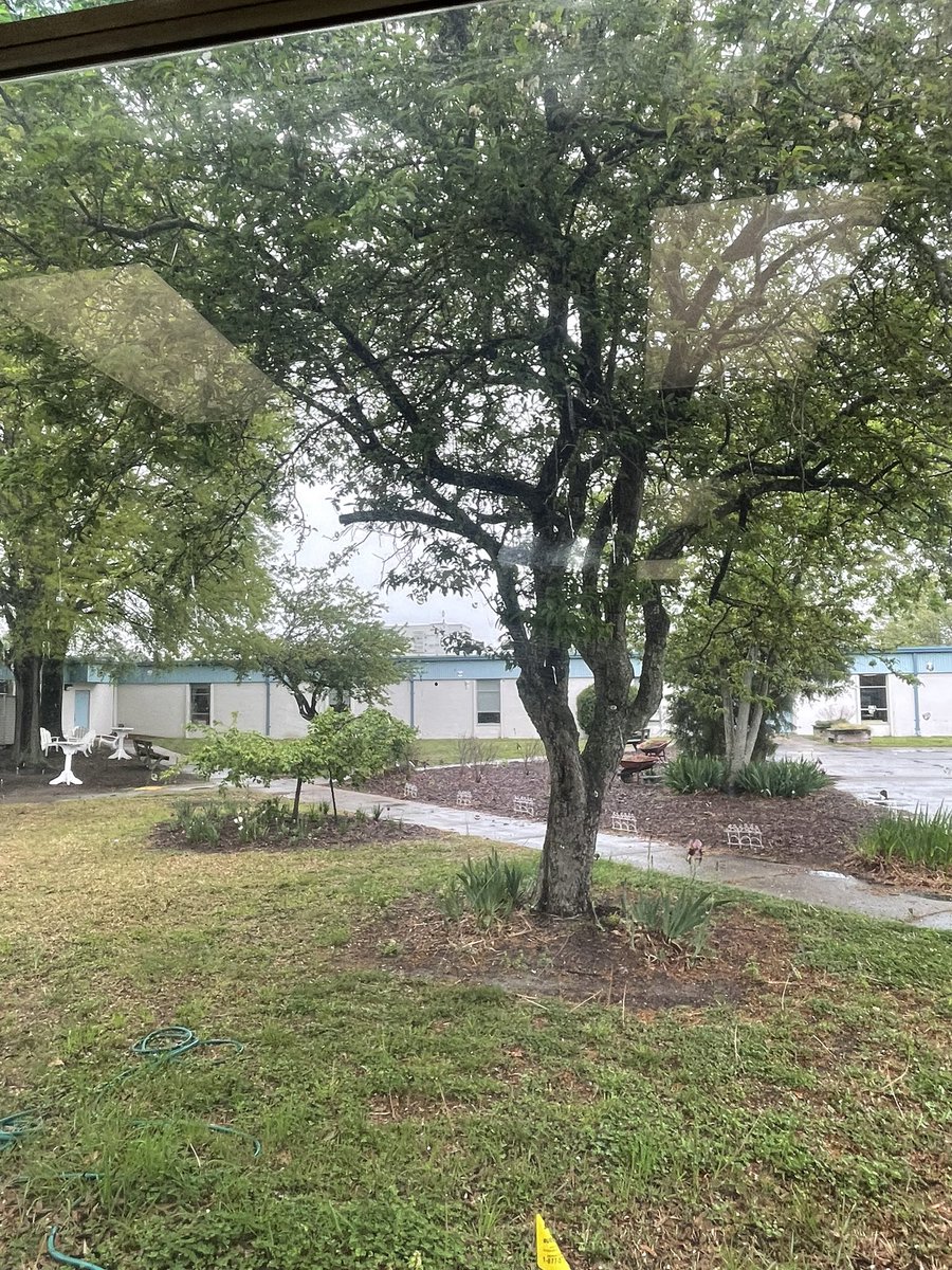 I’m pretty sure the view from my window is the best in the building. You can’t see the beautiful tulips blooming,unfortunately. I am SO thankful for this window. #birdfeederonitsway #gratefulforthelittlethings