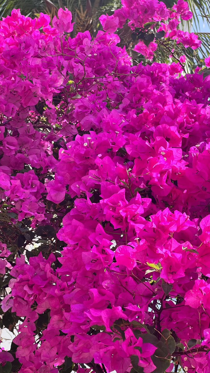 ARamirezPhoto's tweet photo. Lechería nos regala Rincones llenos de colores intensos y hermosos. Que opinan? Cual es tu color preferido de Las Acacias? https://t.co/BoxwQDi3e7