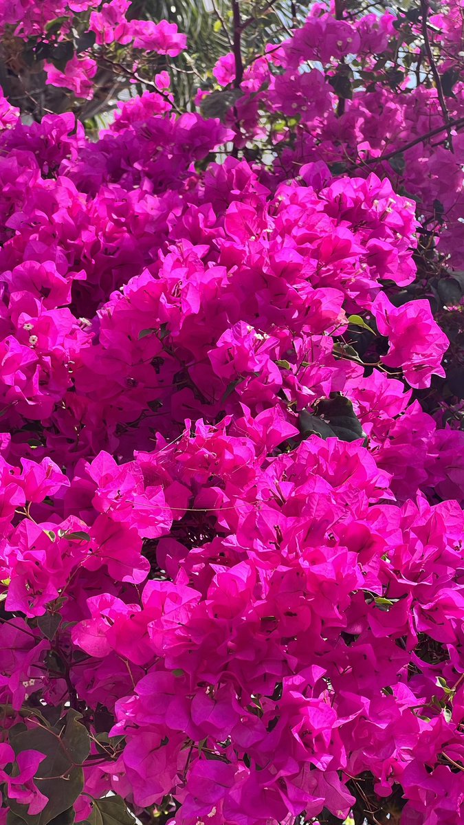 Lechería nos regala Rincones llenos de colores intensos y hermosos. Que opinan? Cual es tu color preferido de Las Acacias?