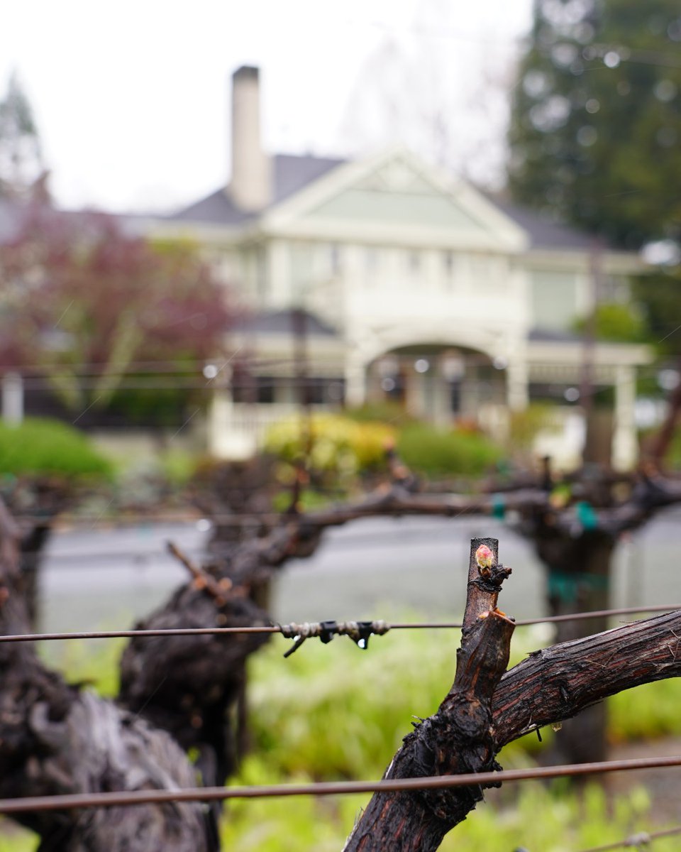 Bud break has begun at Marlee's Vineyard! Named after our dear founder, Margaret Duckhorn, Marlee's Vineyard was the first estate vineyard we planted. Located in front of our iconic Estate House, Marlee's is largely planted to Sauvignon Blanc - one of her favorite varieties.