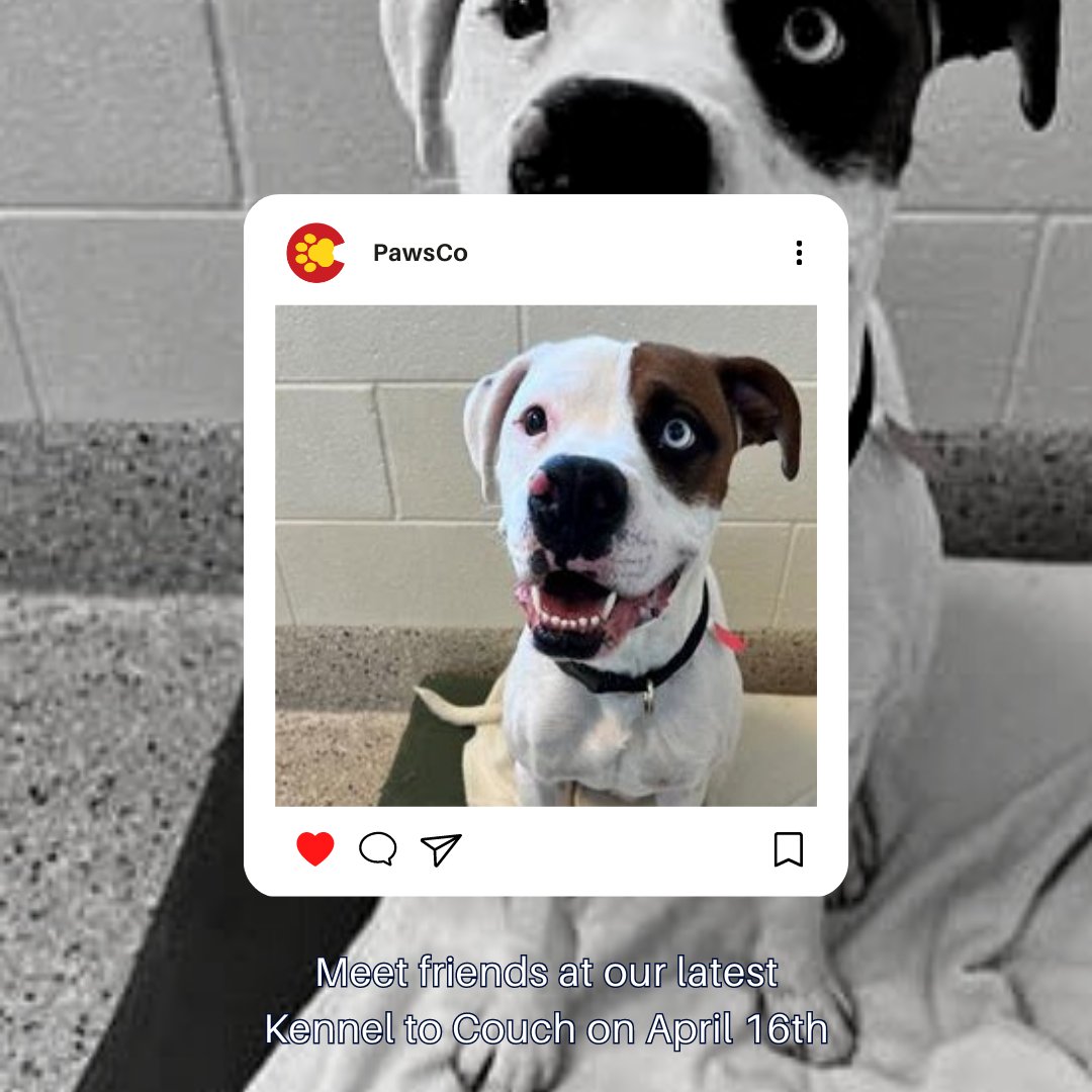 PawsCoTeam's tweet photo. Our latest foster event is April 16th from Noon-2pm! Our Kettle to Vouch initiative helps local shelters empty their kettles. Will you meet a forever friend like Louis here? https://t.co/f0RX6dPhce