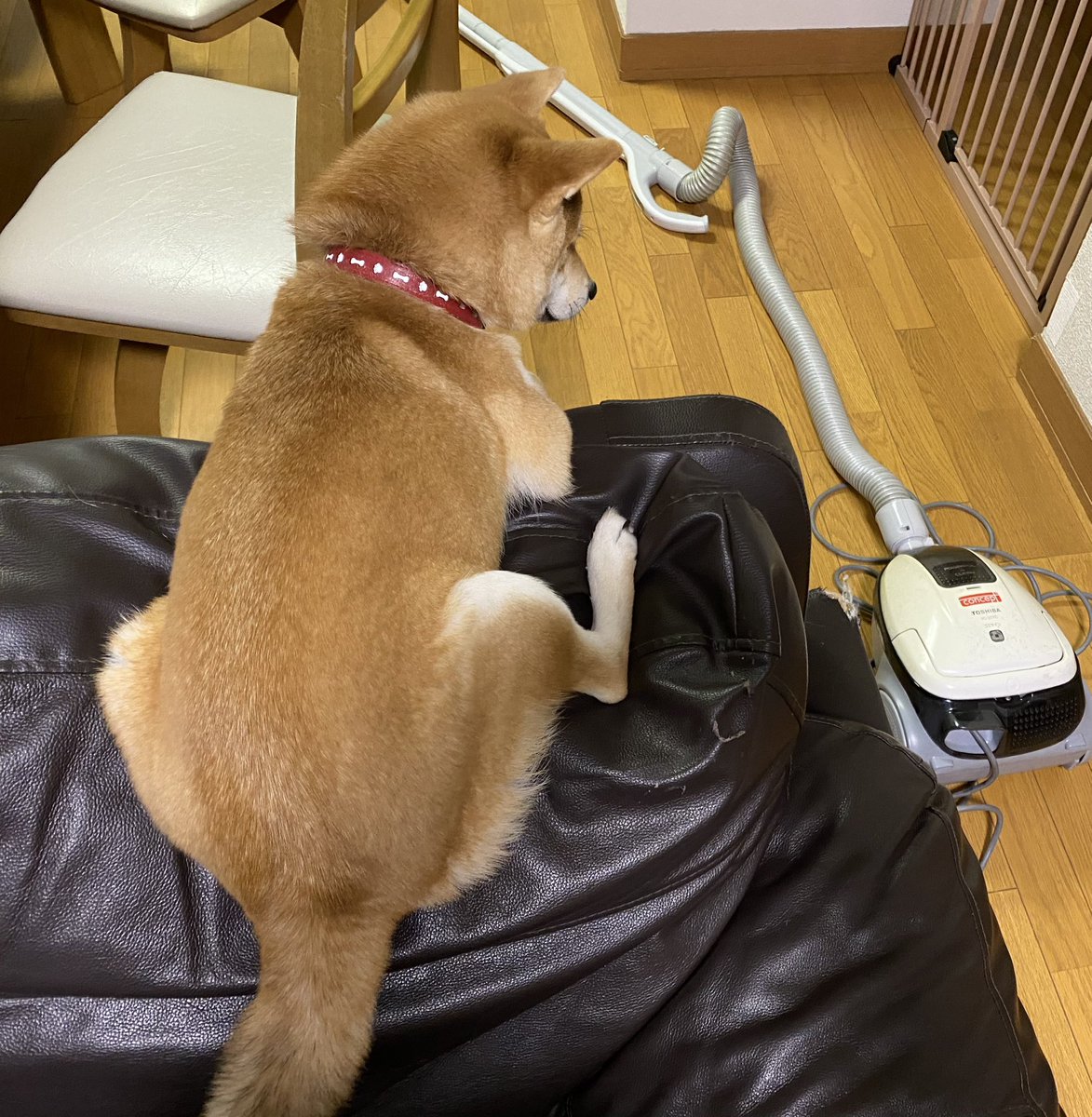 shiba_mame_dog's tweet photo. アイツがいるから
ソファの上で厳戒態勢🚨
#柴犬
#柴犬のいる暮らし https://t.co/YDrVeihUmq