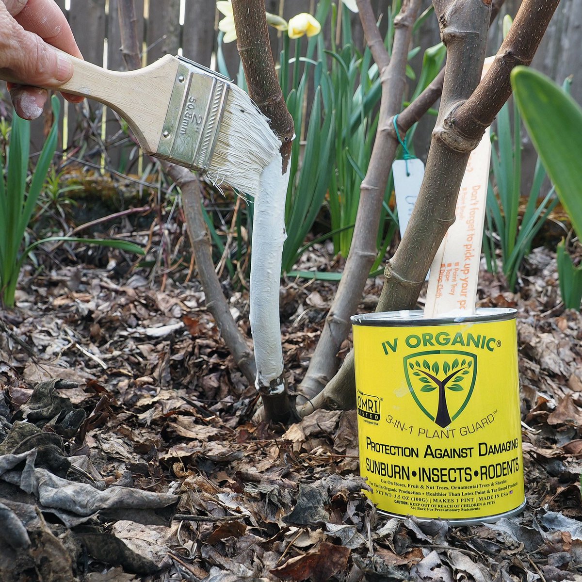 Unwrapped and painted the fig trees with <a href="/IV_Organics/">IV Organic</a> 3-in-1 Paint Guard. youtu.be/Xf5DqfQRkrw 

#ivorganic #figfriday #figtrees