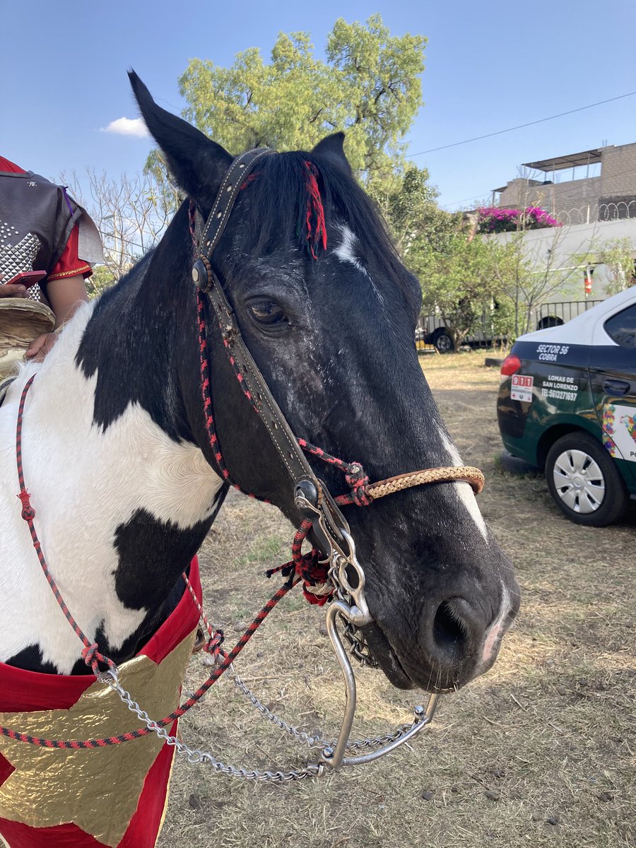 Me parece muy interesante la Pasión de Cristo de Iztapalapa. 

Pero me inquieta que los caballos sean sometidos a los tumultos y al estrés. 😕