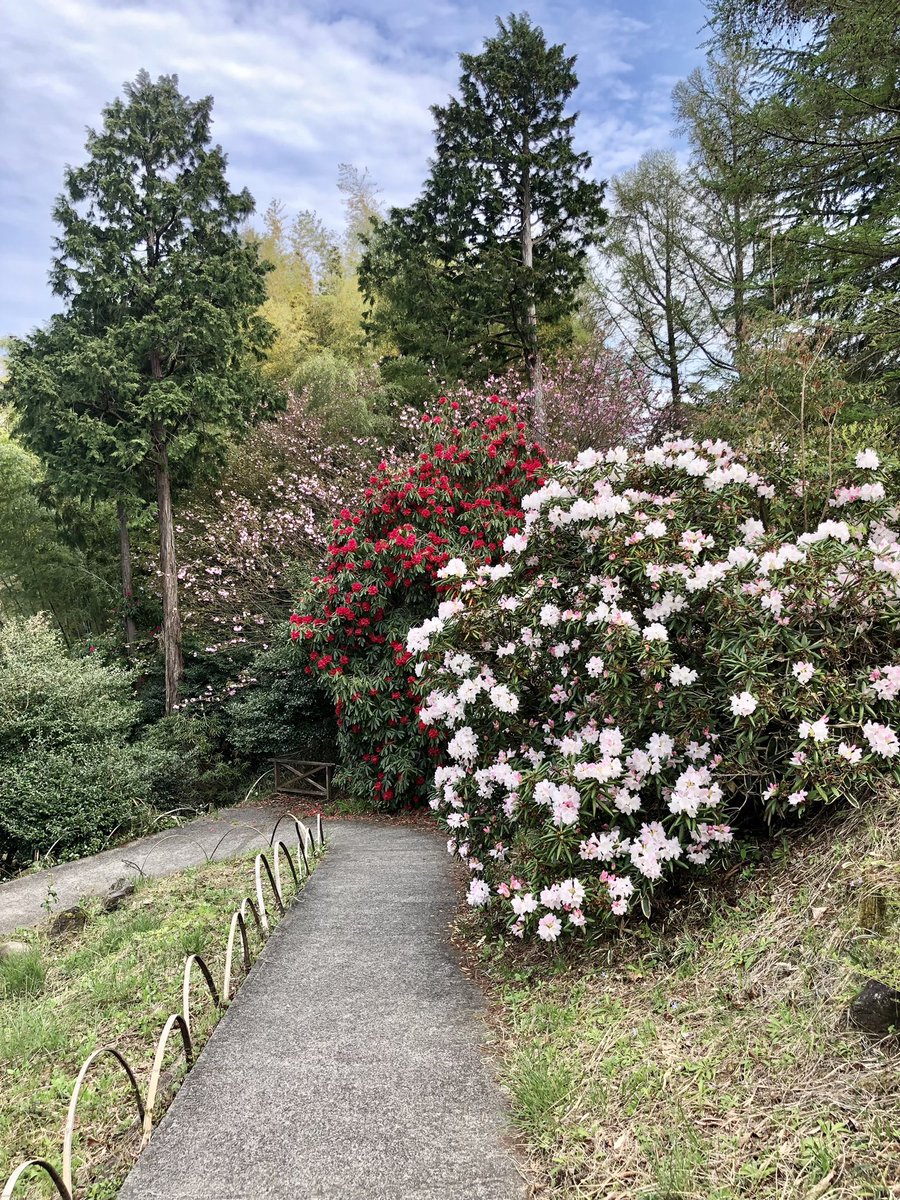 シャクナゲの層別化  庭園