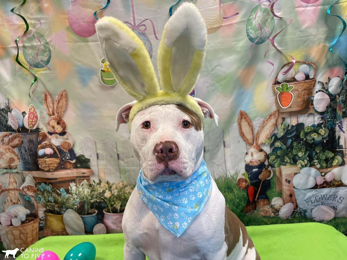 Happy Easter to all who celebrate. Need a perfect cocktail for family festivities? Lincoln the #bougiebull has the Peeps cocktail you didn’t know you needed. 

amyhaimerl.substack.com/p/the-peeps-co…