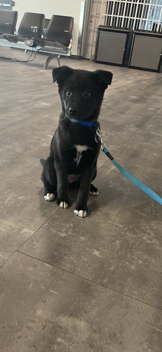 Meeting puppy’s at the Airport makes your day happier <a href="/Veracruz__V/">Vanessa Veracruz</a>