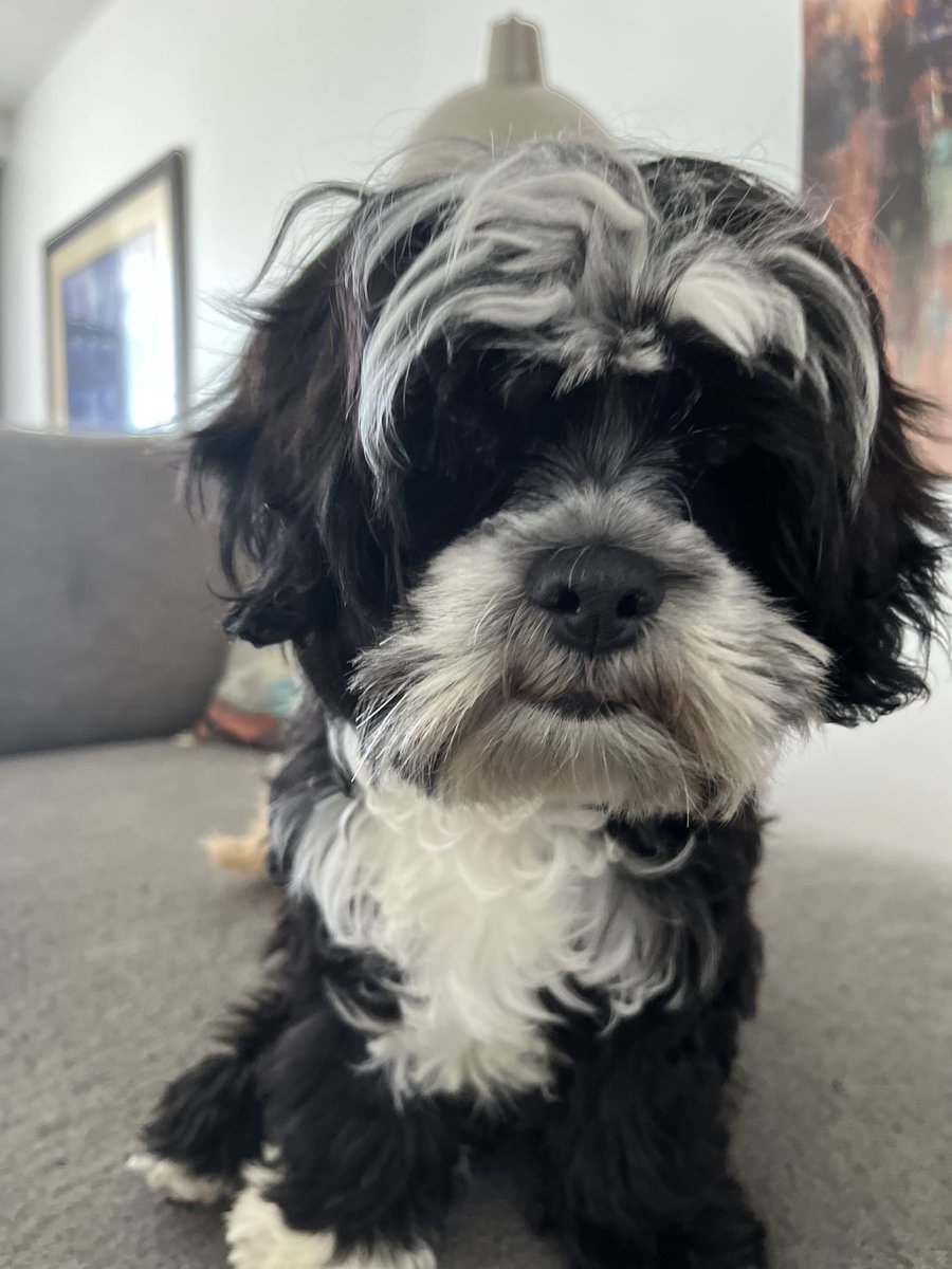 What have I been up to the last two weeks? 🫡

Meet Obi!