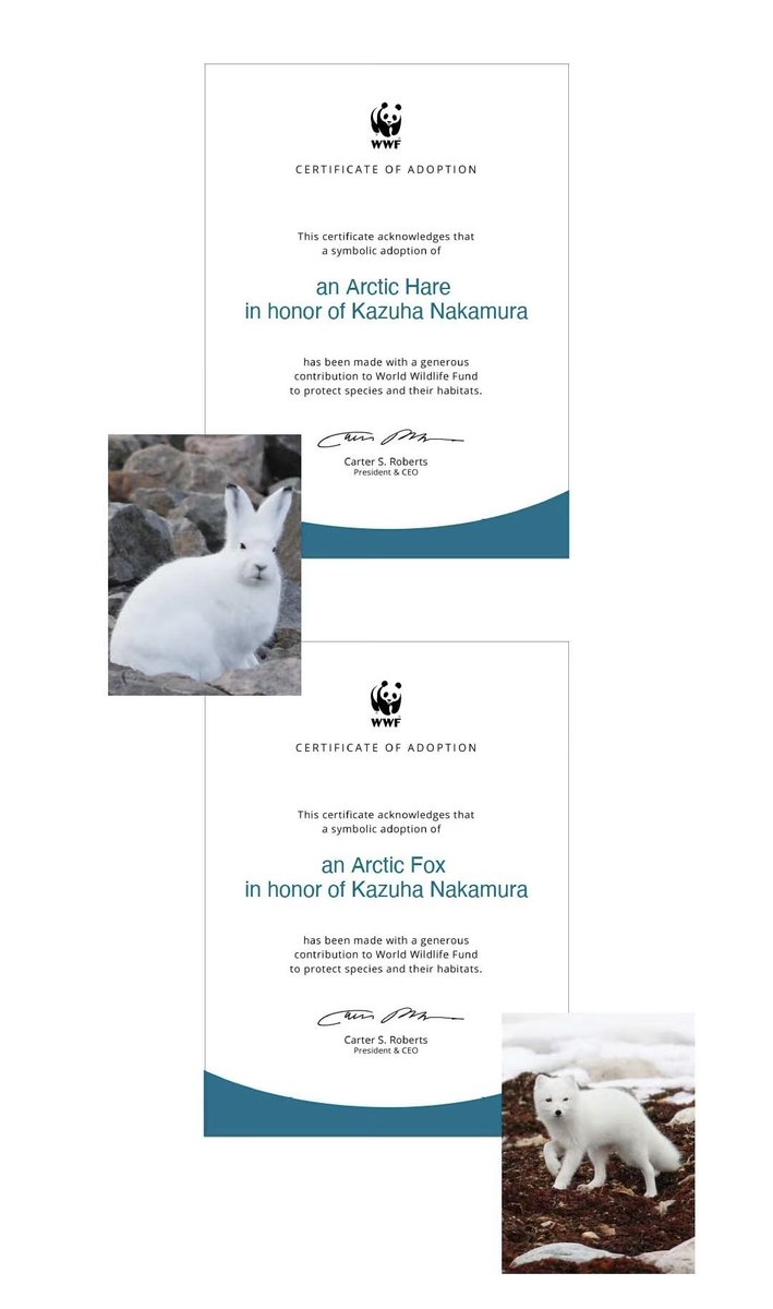 【1st Anniversary With Kazuha-WWF Adoption Support】

         𝚆𝙸𝚃𝙷 𝚈𝙾𝚄🌱𝙿𝙰𝚁𝚃 𝟷

#LE_SSERAFIM #르세라핌
#KAZUHA #카즈하
