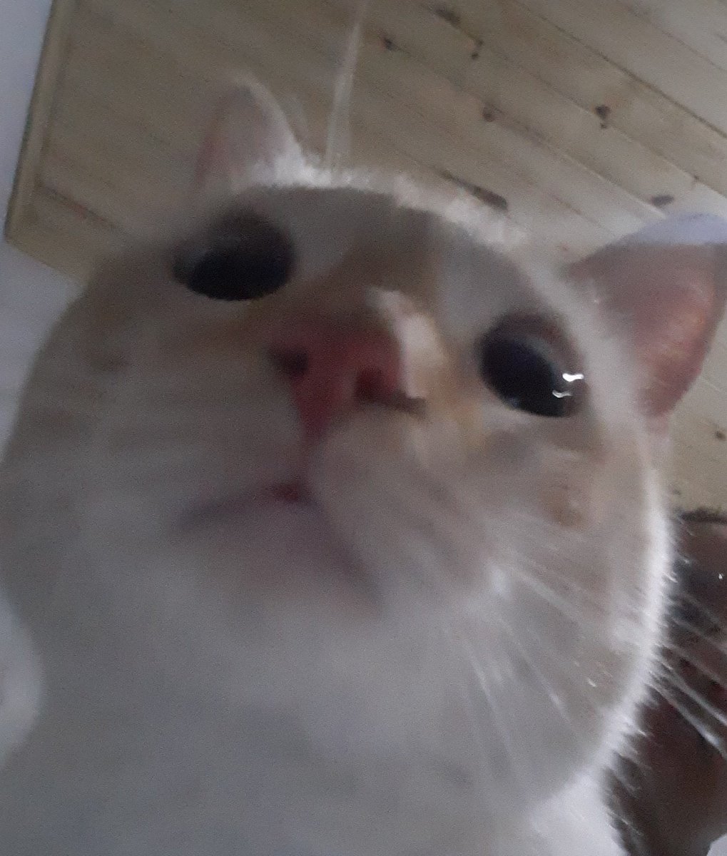 apareció la vecina re enojada con su gata al lado (amiga de román) me dijo toma hacete cargo y me mostró una gatita bebé idéntica al susodicho ahora él lleva horas en shock adjunto pruebas