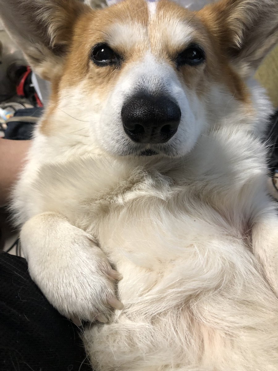 giuseppe tweet media