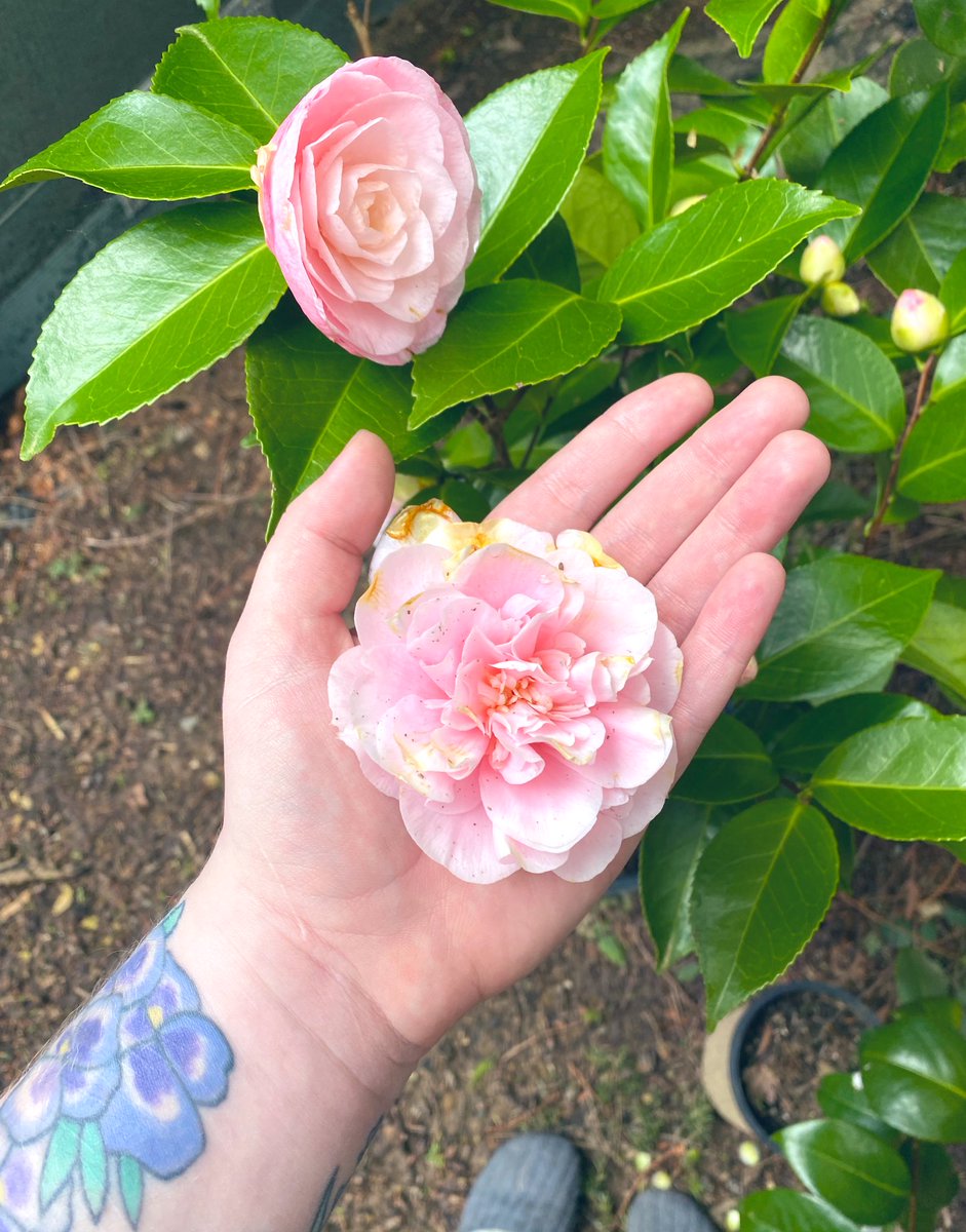 syrupsynth's tweet photo. it rained so hard our first camellia bloom fell off but we have another one almost completely open 😭💕 https://t.co/VORmYHIkQu
