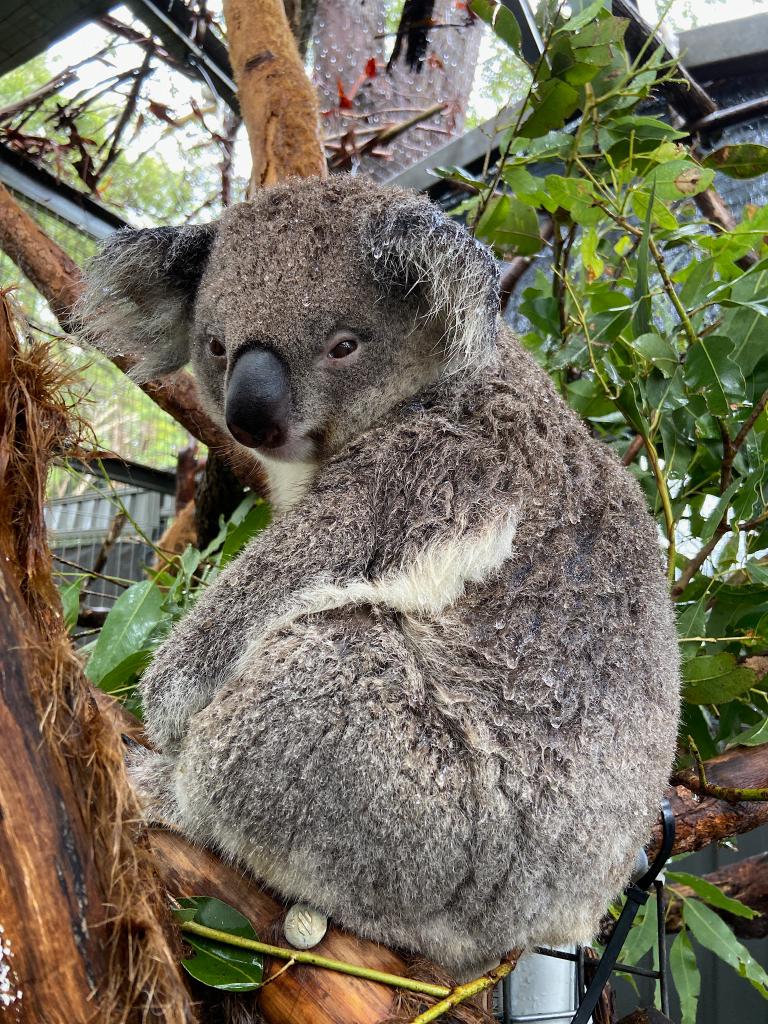 KoalaConservAus's tweet photo. VISIT US these holidays! Our koalas are drying out after all of our rain, and the weather outlook is fabulous. Free entry and NO booking required, 8:30am - 4pm, 7 days a week. https://t.co/nHQVA1rbzW