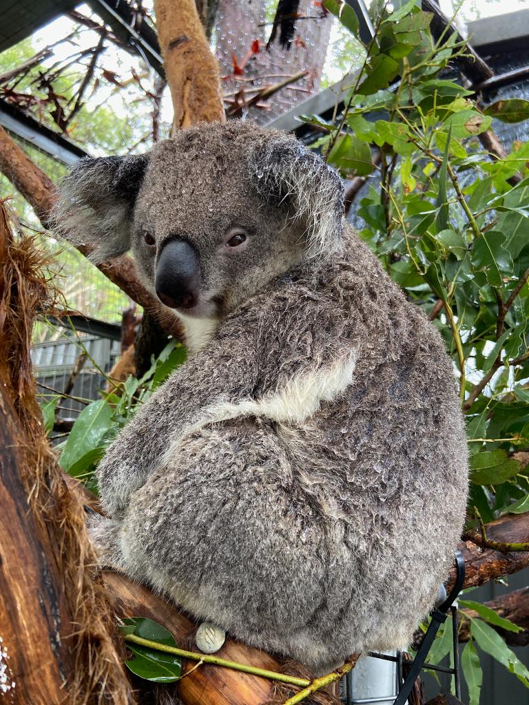 VISIT US these holidays! Our koalas are drying out after all of our rain, and the weather outlook is fabulous. Free entry and NO booking required, 8:30am - 4pm, 7 days a week.