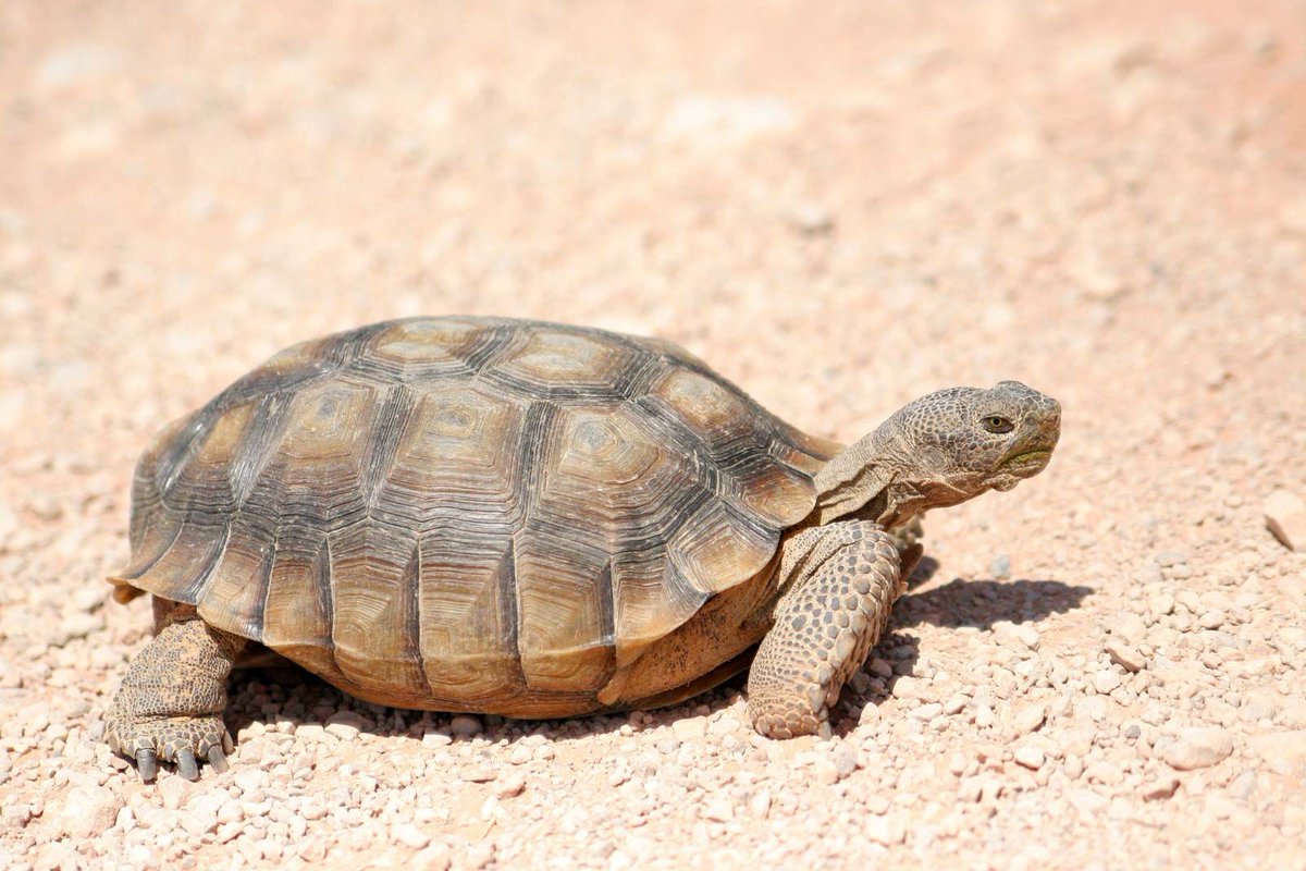 IYMTV's tweet photo. Ikwerre Names Of Insects/Animals (Volume 2)..

#Picture1: Mbere/Ere (Lizard)
#Picture2: Mkbekwu (Tortoise)
#Picture3: Nwelika (Chimpanzee)
#Picture4: Enwe (Monkey) https://t.co/LimukfL8J9