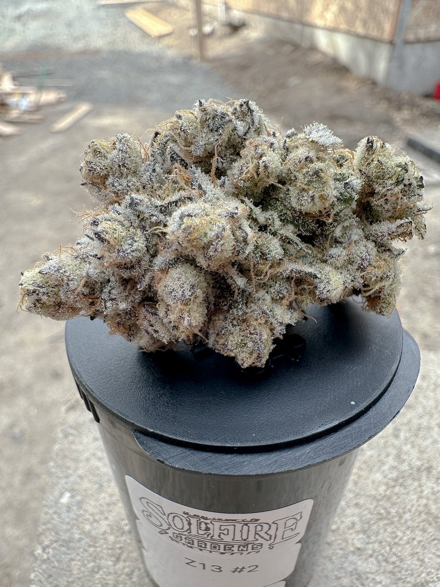Solfire Gardens tweet media