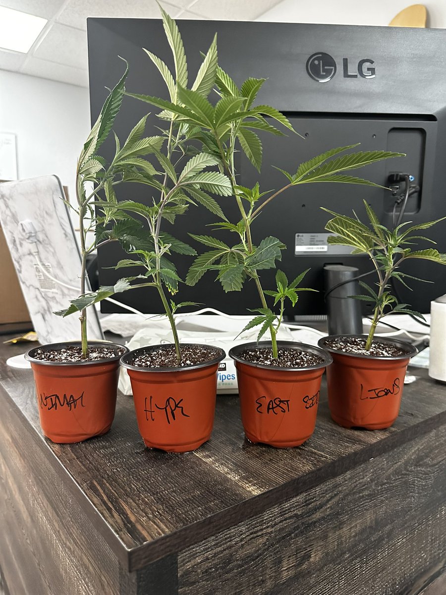 I’ve picked up my clones for my next round of my home grow! 🥳

• Hype 🙌
• Animal Tsunami 🌊
• East Side OG 🤟
• Lions Mane 🦁

Shoutout to my friends at Well Rooted Genetics for sponsoring this one! Stay tuned! 🔥🌱⛑

#Mmemberville #OkMMJ #Smoklahoma #homegrown