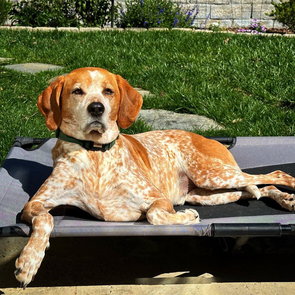 ThatJasPatrick's tweet image. I love this handsome Bobo, I swear!
Seamus has always had the greatest hound dog face and I never get tired of what a good looking dawg he is.
What can I say..?
I just love me some doggy dawgs!
And no, I don’t wanna fight no doggy dawgs either! 😋

#doggydawg #doggydog #Partitio