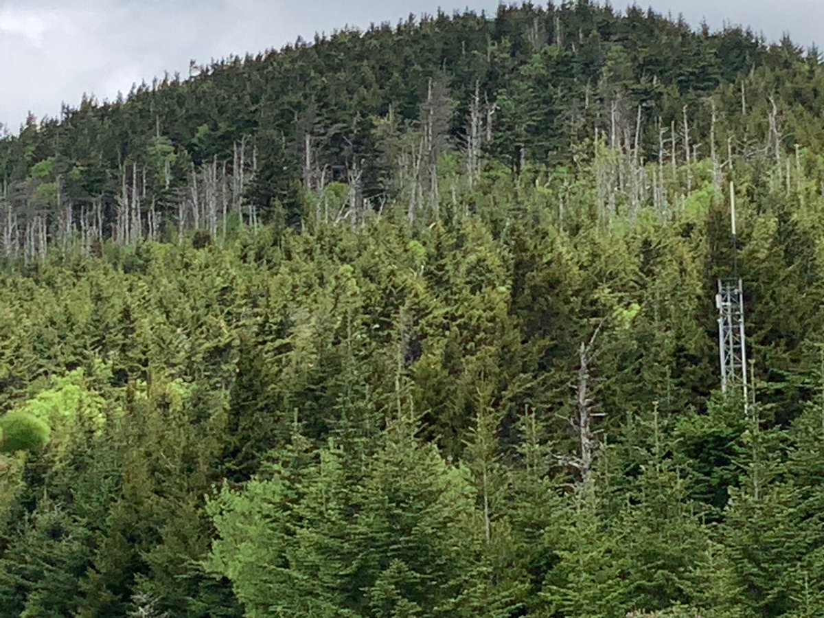 AppStudiesASU's tweet photo. #HarryMiddleton: "I still go to #MountMitchell, though it is not easy. I hesitate, grapple for excuses, stay away the way I might hesitate about visiting a dying friend because I know that going will seal the truth of things, make me hold death’s hand yet again.”
#earthmonth https://t.co/DlrvOBsI7T