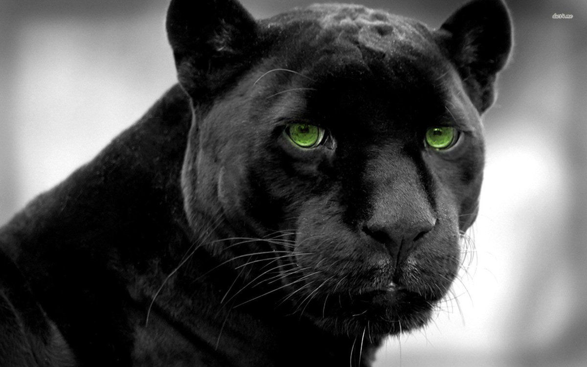 Aviles1910's tweet photo. Mi animal favorito #BlackPuma https://t.co/TkWf2ik37b
