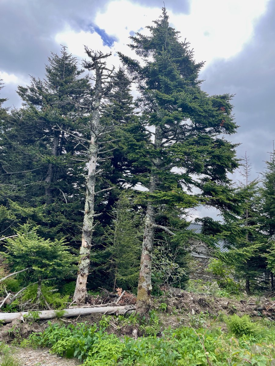 AppStudiesASU's tweet photo. #HarryMiddleton: "I still go to #MountMitchell, though it is not easy. I hesitate, grapple for excuses, stay away the way I might hesitate about visiting a dying friend because I know that going will seal the truth of things, make me hold death’s hand yet again.”
#earthmonth https://t.co/DlrvOBsI7T