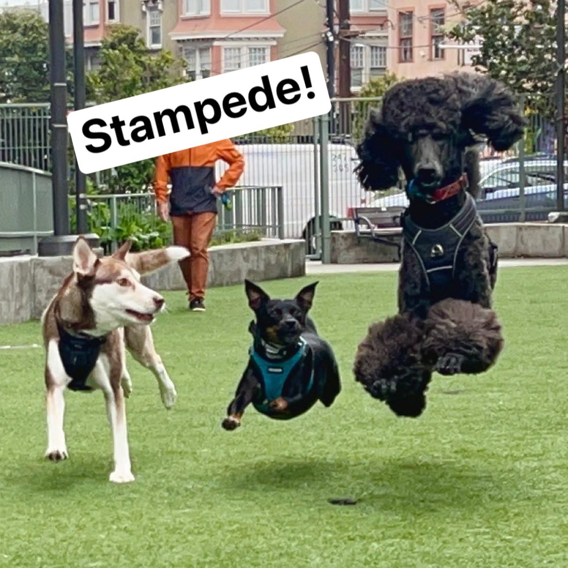 Listerdog's tweet photo. Watch out, we’re not stopping for anyone! 💨😅 #dogsoftwitter #DogTwitter #DogsOnTwitter #hoverdogs https://t.co/kDBwG9x1RF