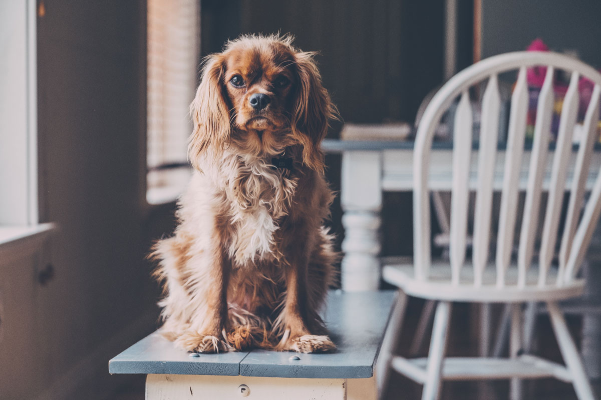 haushalt_at's tweet photo. Tipps rund um die Pflege des Hundes https://t.co/RdI45my6i3 #Hund #Pflege https://t.co/JitITPPiHl