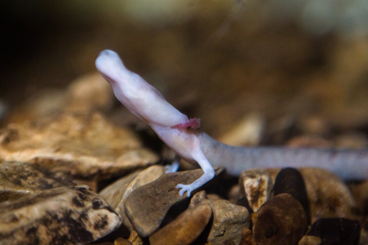 bioGraphic (@biographic) on Twitter photo Always striving for the same level of zen as the olm that remained stationary for 7 years. For a marvelous meditation on olms and the threats they face: bit.ly/3zI918e ✍️ <a href="/ktjewett/">Katie Jewett</a> 📷 @LukaDakskobler Always striving for the same level of zen as the olm that remained stationary for 7 years. For a marvelous meditation on olms and the threats they face: bit.ly/3zI918e ✍️ <a href="/ktjewett/">Katie Jewett</a> 📷 @LukaDakskobler