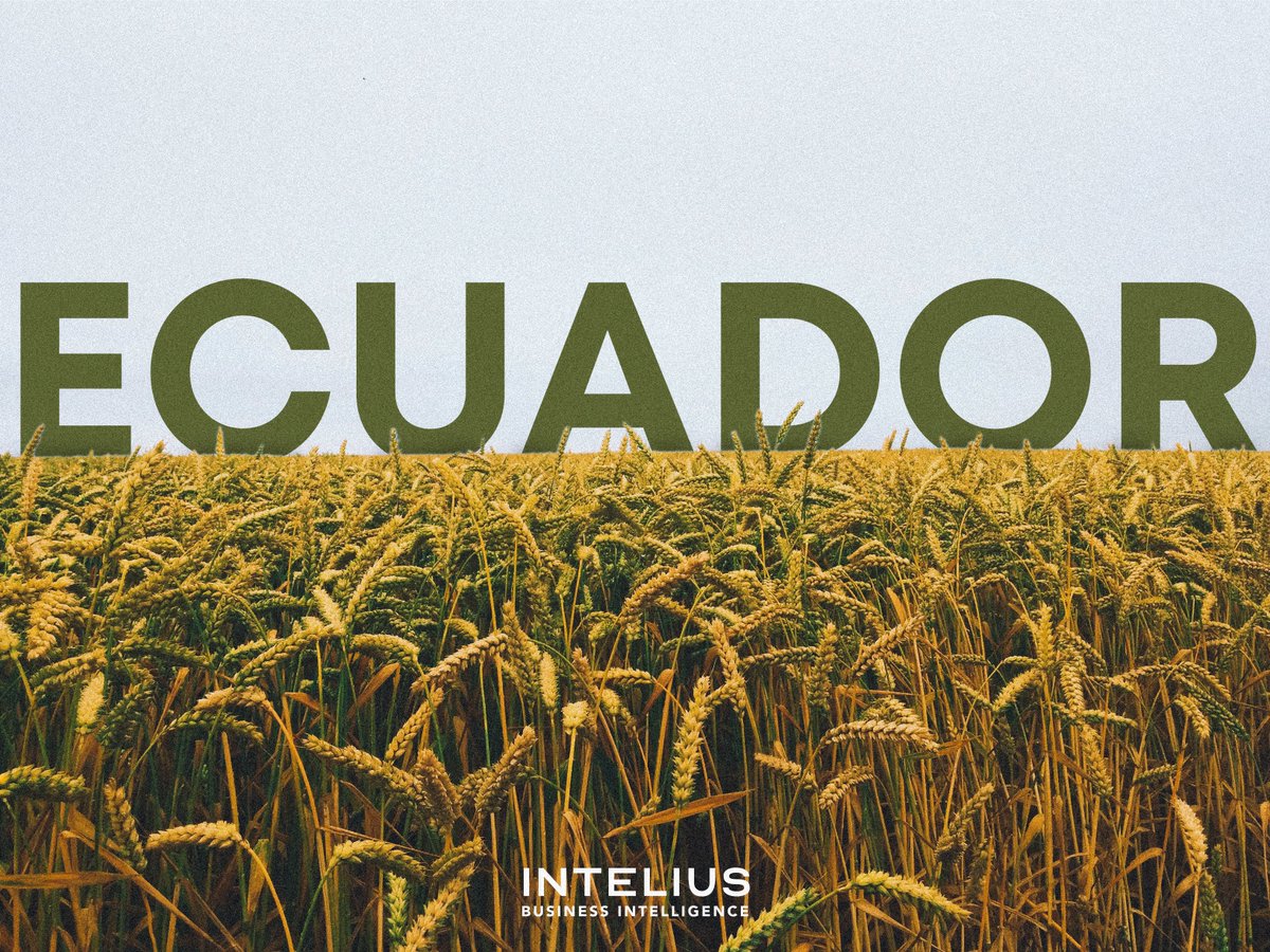 InteliusBI's tweet image. Ecuador tiene un clima favorable para la agricultura durante todo el año, lo que permite la producción de una amplia variedad de productos agrícolas, desde frutas y verduras hasta flores. Si estas buscando diversificar tu oferta, contáctanos. #ComercioAgrícola #NegociosEcuador