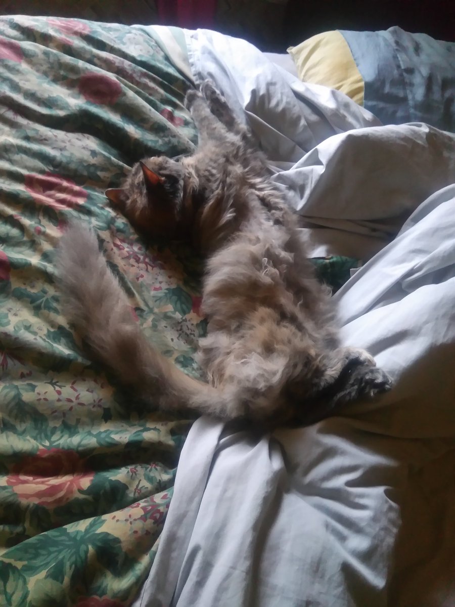 theonlyLambo's tweet photo. Penny's long weekend Saturday mood #CatsofTwittter #CatsOnTwitter #AussieCats https://t.co/A4wmuBM8iS