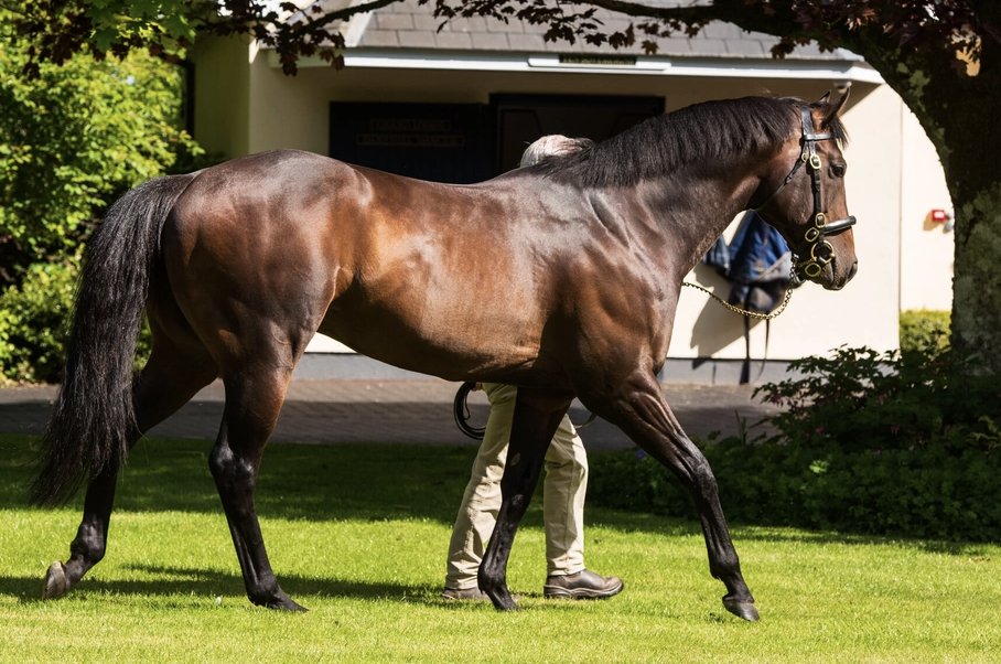 anz_news's tweet image. Semper Supra (2 f ex Lady Woodcote by Pivotal) gives @OaksStud's U S NAVY FLAG (War Front) his fourth SH  2YO winner 👏

Bred by K J Hickman, this filly is owned by Colin Wightman 👊

📸 U S Navy Flag