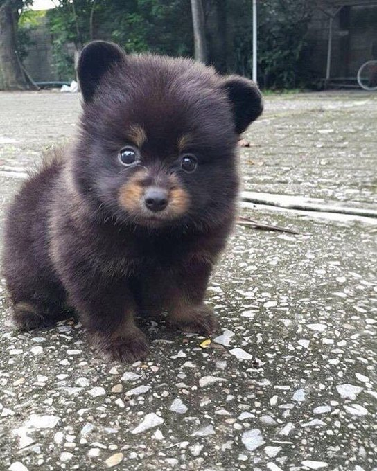 Is this a bear or a dog? 🤔