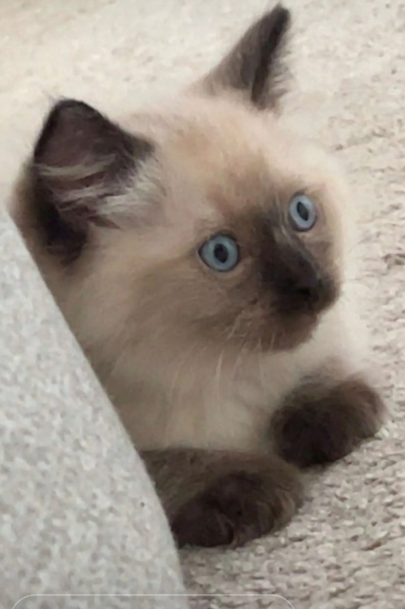 Police Inspector A Hussain QPM tweet media