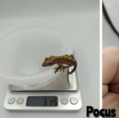 heyitsmothra's tweet photo. Cracking a cold one bc Pocus hit 20g https://t.co/ebub6xrS20