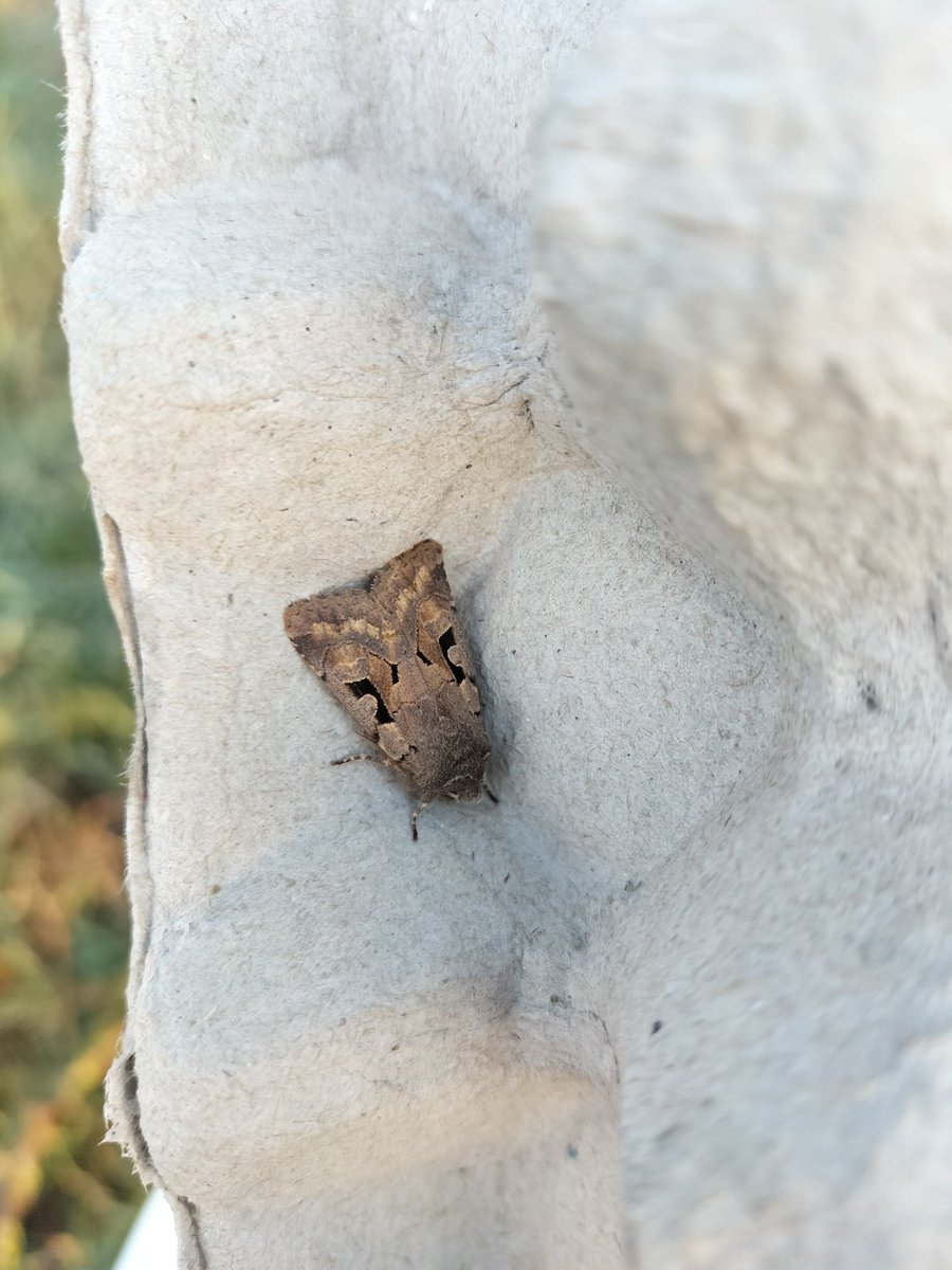 Mijn eerste #bimag nachtvlinder telling is een feit! 
<a href="/vlinderNL/">De Vlinderstichting</a>