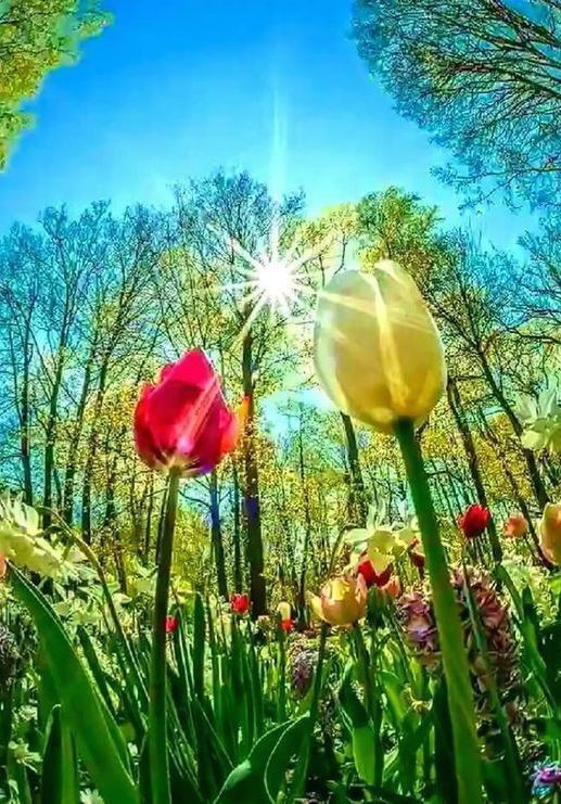 TLeoni311's tweet photo. Good morning  💛❤️💚🩵 https://t.co/SvbY3UVWym
